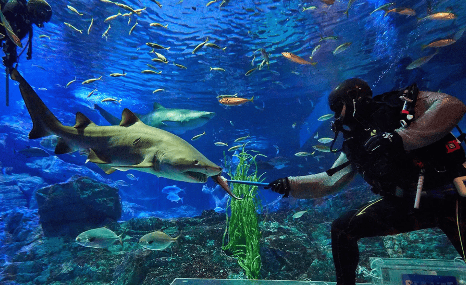 釜山親子景點｜1. SEA LIFE 釜山水族館